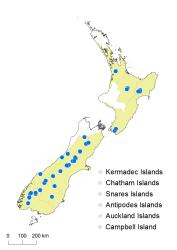 Pilularia novae-hollandiae distribution map based on databased records at AK, CHR and WELT.
 Image: K. Boardman © Landcare Research 2014 CC BY 3.0 NZ